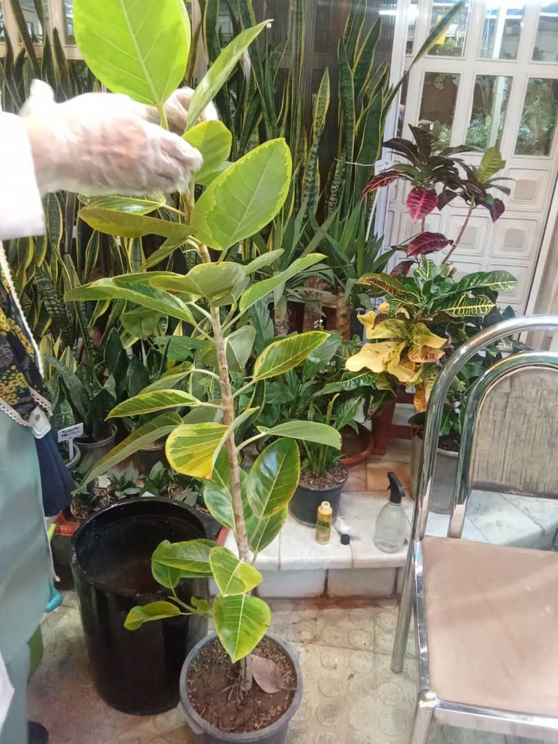 مادگاسکار